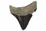 Serrated, Juvenile Megalodon Tooth - Georgia #90750-1